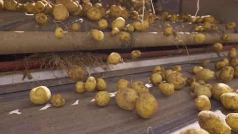 Patatas-Polvorientas-Y-Terrosas-En-La-Cinta-Transportadora.
